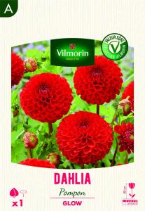 Dahlia pompon Glow (x1)